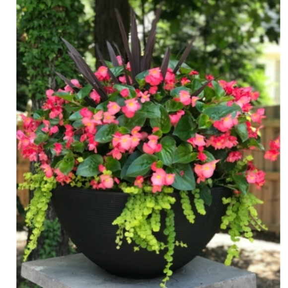 ivyandbegonia